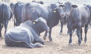 Recuperação judicial  bate recorde em 2025